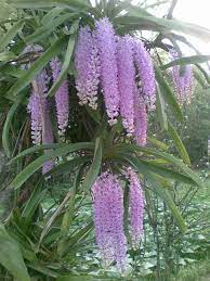 Pin On Orchids