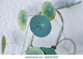 Image result for Menispermaceae