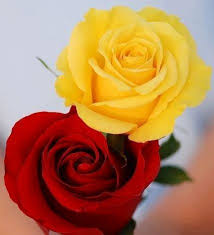 Yellow And Red Roses Via Lovely Roses Facebook Page Red And Yellow Roses Yellow Rose Tattoos Flower Background Iphone