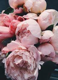 Pin On Blooms