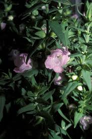 Image result for Sopubia ramosa