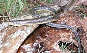 The nickname came from their tendency to drop/break off their tails when caught or threatened. Species Profile Eastern Glass Lizard Ophisaurus Ventralis Srel Herpetology