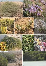Image result for Kohautia caespitosa