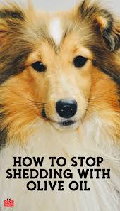 How to stop dog shedding home remedy. How To Reduce Short Hair Dog Shedding Arxiusarquitectura