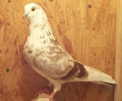 Roller Pigeons For Sale