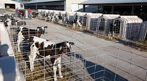 On Your Table Blog — Ndfb — What Is A Calf Hutch?