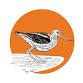 Scientific Illustration: Birds