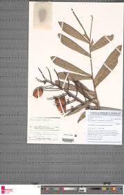 Image result for Eremospatha haullevilleana