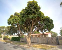 Image result for Lophostemon confertus