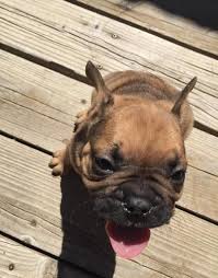 However free french bulldogs are a rarity as rescues usually charge a small adoption fee to cover their expenses ($100 to $200). French Bulldog Puppy For Sale Adoption Rescue For Sale In Crossville Tennessee Classified Americanlisted Com