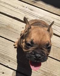 Find the perfect french bulldog puppy for sale in georgia, ga at puppyfind.com. French Bulldog Puppy For Sale Adoption Rescue For Sale In Crossville Tennessee Classified Americanlisted Com