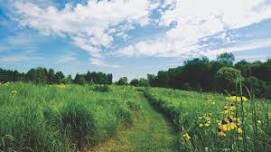 Prairie Wildflower Walk