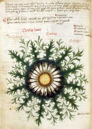 Carlina Acaulis Appears In The Belluno Herbal The Herbal Was Made In The 15th Century Dibujo Botanico Ilustraciones Botanicas Eguzkilore