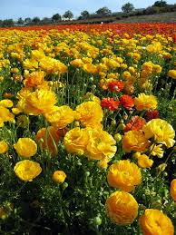 The carlsbad flower fields are what technicolor dreams are made of. The Carlsbad Flower Fields 80 Years Of Color