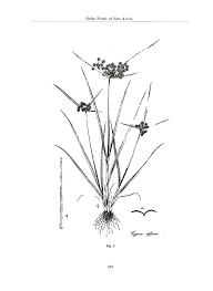 Image result for Cyperus rigidifolius