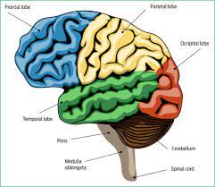 Astroglia or astrocytes transport nutrients to neurons, hold neurons in place, digest parts of dead neurons, and regulate the blood brain barrier.oligodendroglia cells provide insulation (myelin) to. Stroke And Stroke Rehabilitation 2 Brain Anatomy British Journal Of Healthcare Assistants
