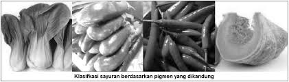 Daun ubi juga bisa dijadikan sebagai menu makanan, karena memiliki rasa yang sama seperti sayuran kangkung. Jenis Jenis Klasifikasi Macam Macam Sayuran Sayuran Berdasarkan Yang Dimakan Dan Pigmen Yang Terkandung