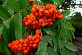 Die Eberesche Wachst Zu Einem Mittelgrossen Baum Eberesche Rosengewachse Garten