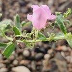 Image result for Sesamum angolense