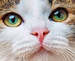 緑色の猫目をクローズ アップ の写真素材・画像素材 Image 45714883.