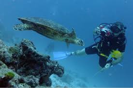 Descending below the surface of the water to interact with the environment. Padi Advanced Open Water Diver Divers Down Uae