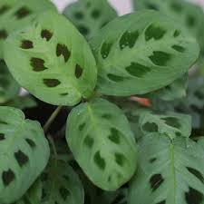 Because the different plants have different types of requirements in case of soil. Prayer Plant Care Growing The Maranta Plant Epic Gardening