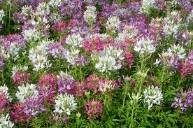 Image result for Cleome houtteana