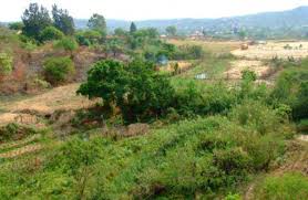 Image result for Dichilus reflexus