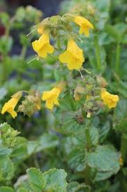 Image result for Mimulus gracilis