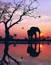 Check spelling or type a new query. Beautiful Sunset Elephant 5d Diamond Painting Kits Oloee