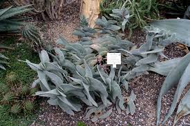 Image result for Crassula perfoliata