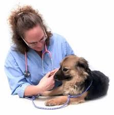 Very very very very poor customer service. Tucson Pet Clinic History Santa Cruz Veterinary Clinic