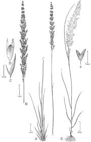 Image result for Sporobolus tenuissimus