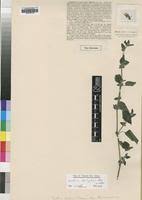 Image result for Justicia diclipteroides