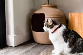 You can place a litter box somewhere away from your plants and pathway. Reasons Why Cats Poop Outside The Litter Box And How To Stop It