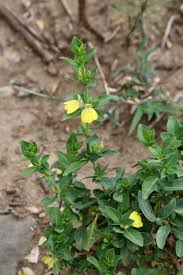 Image result for Justicia odora