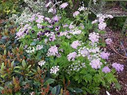 Chaerophyllum hirsutum'roseum' is also known as hairy chervil 'roseum', chaerophyllum hirsutum'rubrifolium'.it is part of the apiaceae family of plants. Chaerophyllum Hirsutum Roseum Seed