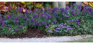 Angelonia Costa Farms