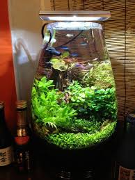 Aquarium Aquarium Design Diy Aquarium Aquarium Fish Tank