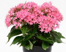 Image result for Pentas bussei
