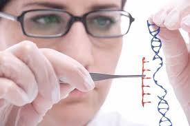 The term genetically modified (gm), as it is commonly used, refers to the transfer of genes between organisms using a series of laboratory techniques for cloning genes, splicing dna segments together, and inserting genes into cells. Genetic Modification Disease Prevention Or Future Disaster By Margaret Sanders Student Voices Medium