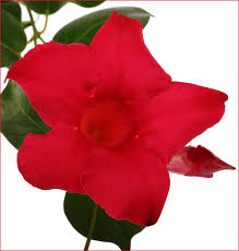 Image result for dipladenie hybrida rio obrázek