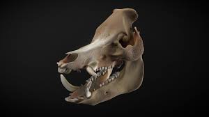 Feral hog skull