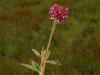 Image result for Neorautanenia ficifolia