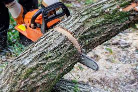 Mason County Precision Tree Trimming