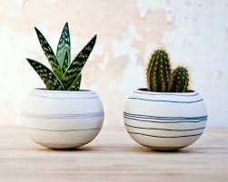 ¿hay que poner el cactus de navidad en interior o en exterior? Donde Colocar Los Cactus Segun El Feng Shui Blog De Arquitectura E Interiorismo