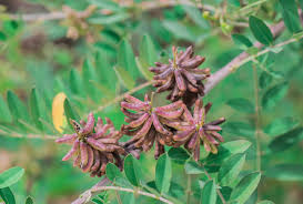 Image result for Indigofera microscypha