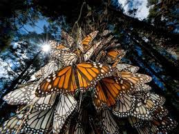 Photo Of The Day Best Pictures Of November 2010 Gallery National Geographic Monarkfjaril Vackra Fjarilar Fjarilar