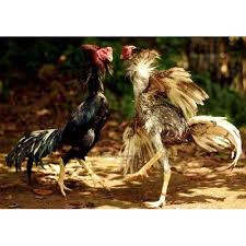 Banyak cara untuk melatih leher ayam, salah satunya dengan rajin mengurut. Inilah Teknik Bertarung Ayam Bangkok Yang Paling Top Ayam Bangkok Ayam Bangkok Super Ayam Thailand Leung Hang Khao Thailand Original Babon Import Jakarta Timur Jakarta Indonetwork