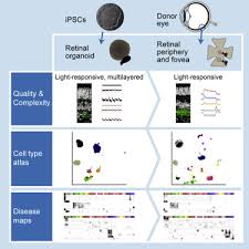Human eye anatomy and normal lens vector illustration. Cell Types Of The Human Retina And Its Organoids At Single Cell Resolution Sciencedirect
